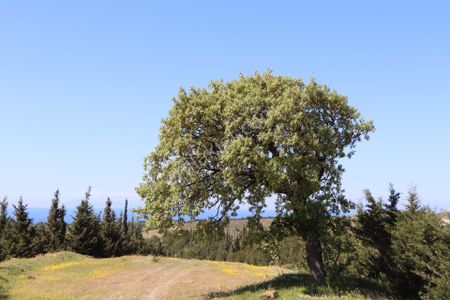 Arsa-Tarla