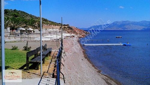 Arsa-Zeytinlik