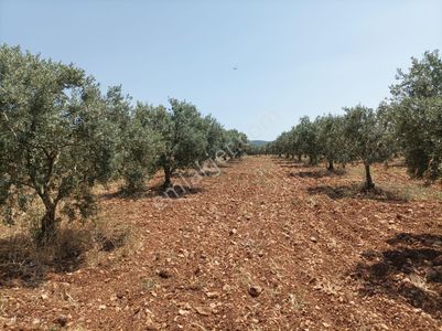 Arsa-Tarla