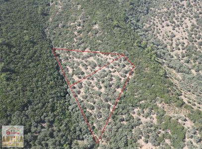 Arsa-Zeytinlik