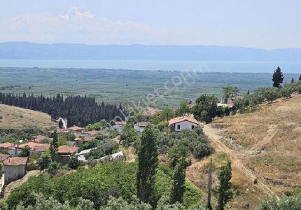 Arsa-Zeytinlik