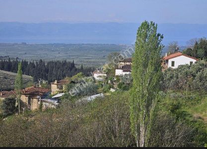 Arsa-Zeytinlik