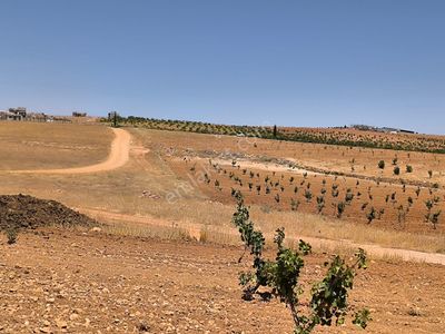 Arsa-Konut İmarlı