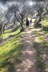 Arsa-Zeytinlik