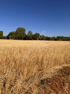Arsa-Tarla