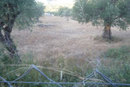 Arsa-Zeytinlik