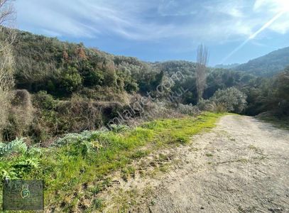 Arsa-Zeytinlik