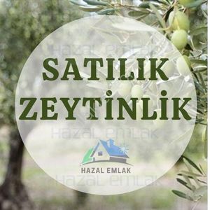 Arsa-Zeytinlik