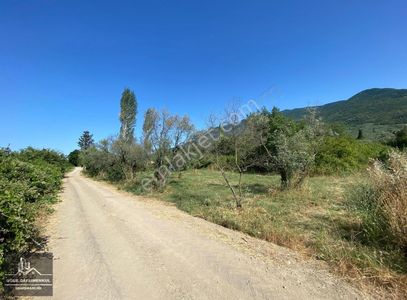 Arsa-Zeytinlik