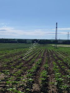Arsa-Tarla