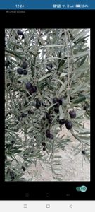 Arsa-Zeytinlik
