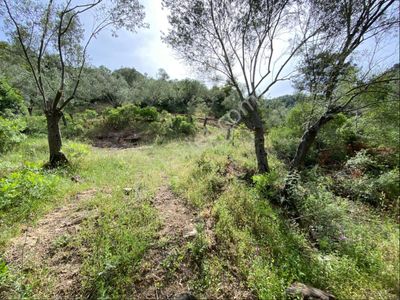 Arsa-Tarla