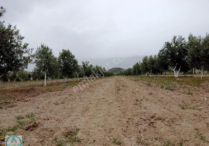 Arsa-Tarla