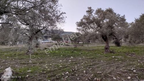 Arsa-Zeytinlik