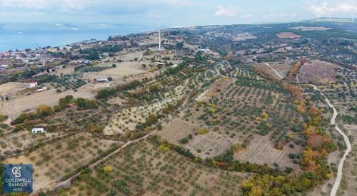 Arsa-Zeytinlik