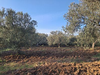 Arsa-Zeytinlik