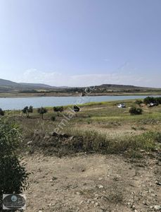 Arsa-Zeytinlik
