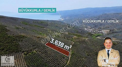 Arsa-Zeytinlik