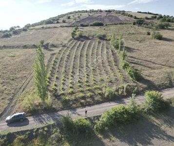 Arsa-Bağ & Bahçe