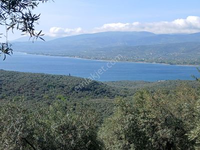 Arsa-Zeytinlik
