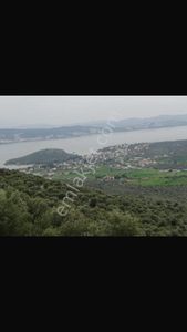 Arsa-Zeytinlik