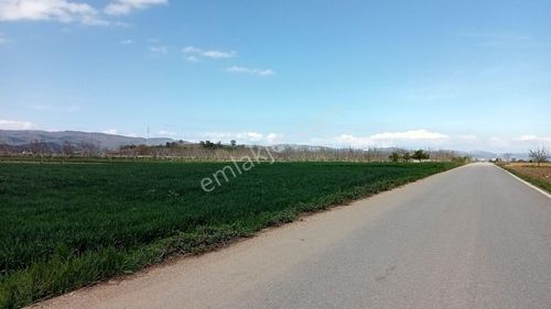 Arsa-Arazi