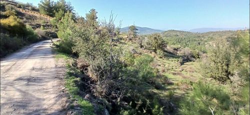 Arsa-Zeytinlik