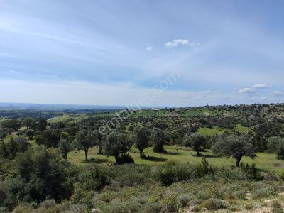Arsa-Zeytinlik