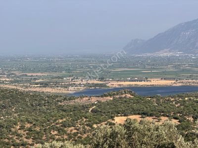 Arsa-Zeytinlik