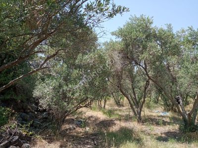 Arsa-Zeytinlik