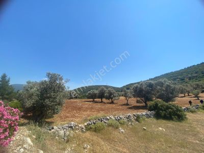 Arsa-Zeytinlik
