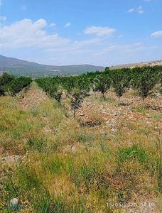 Arsa-Bağ & Bahçe