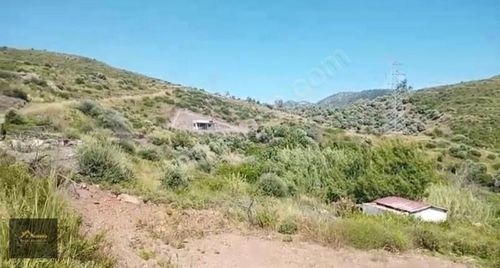 Arsa-Zeytinlik
