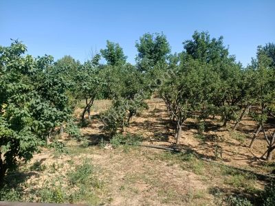 Arsa-Konut+Ticaret Alanı