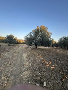 Arsa-Zeytinlik
