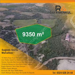 Arsa-Zeytinlik
