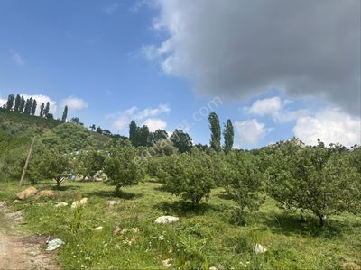 Arsa-Bağ & Bahçe