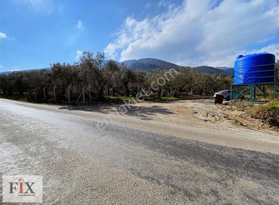 Arsa-Zeytinlik