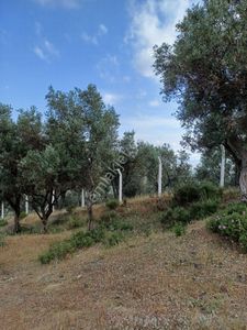 Arsa-Bağ & Bahçe