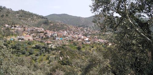 Arsa-Zeytinlik