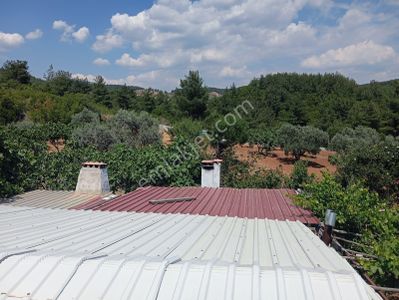 Arsa-Zeytinlik