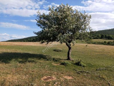 Arsa-Tarla