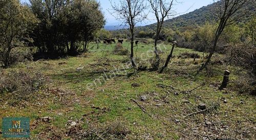 Arsa-Tarla