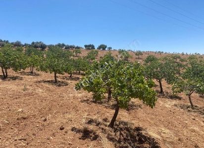 Arsa-Zeytinlik