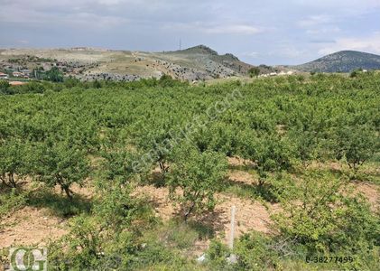 Arsa-Tarla