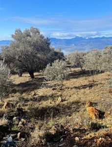 Arsa-Tarla