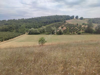 Arsa-Tarla