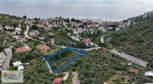 Arsa-Zeytinlik