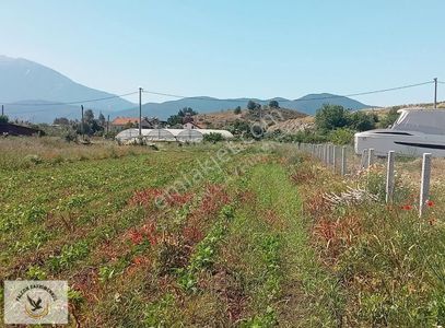 Arsa-Bağ & Bahçe