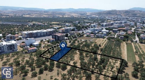 Arsa-Zeytinlik